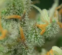 When To Harvest Marijuana Plants According To Trichome