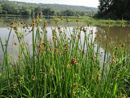 Image result for Schoenoplectus muriculatus