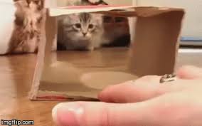 Attack of the box cat - Meow Gifs