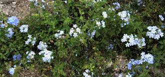 Despite a delicate appearance, it's a great choice for a dry bank or slope as it tolerates poor soil and high heat. Companion Plants Caribbean Blooms