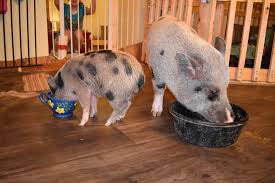 Guide To Feeding Mini Pigs Life With Pigs Farm Animal