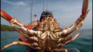 Catch, Dispatch, Cook, And Prepare Spider Crab - Youtube