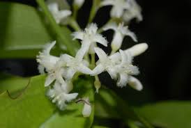 Image result for Strychnos usambarensis