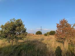 Image result for Combretum erythrophyllum