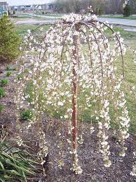 Weeping Cherries Prunus Spp Weeping Trees Trees For Front Yard Weeping Trees Landscaping Trees