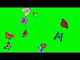 Green Screen Animated Flying Butterfly Effect Latest Technology Butterfly Effect Motion Back In 2020 Animation In Photoshop Butterfly Background Spongebob Time Cards