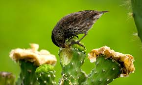 Can you think of a situation in which the medium ground finches c. Darwin S Finches Galapagos Conservation Trust