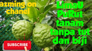 Random moment to see the flower. Limau Purut Cara Tanam Tanpa Biji Dan Tut Youtube
