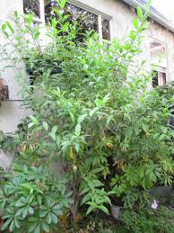 First of all it reminds us that devi durga is coming and all bengalese mind and body fills with joy. Night Flowering Jasmine In Bengali West Bengal
