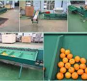 How to Choose a Proper Fruit Sorting Machine?