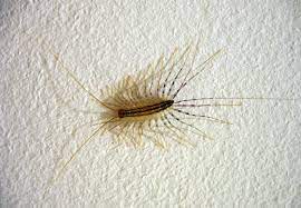 This video reviews the best practices for using pesticides. How To Get Rid Of Centipedes Removal And Prevention Bob Vila