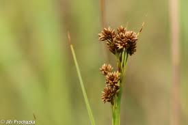 Image result for Cladium mariscus