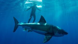 All spineless, no or low flowing blood, insect and reptilian like creatures are haram. Baits Underwater Cameras To Help Count World S Sharks Al Arabiya English