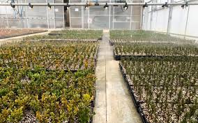 Image result for cuttings thujas