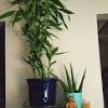 It can be grown in pots. 1