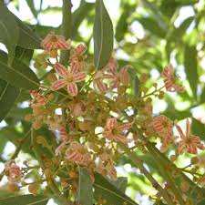 Image result for Brachychiton