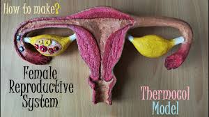 Making Female Reproductive System Model Youtube