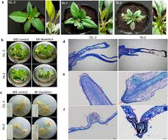 But it's not something most homeowners will want to tackle themselves, given the dangers in handling electrical wire as well as the changes in lighting that have taken place in recent years. Myo Inositol Mediates Reactive Oxygen Species Induced Programmed Cell Death Via Salicylic Acid Dependent And Ethylene Dependent Pathways In Apple Horticulture Research