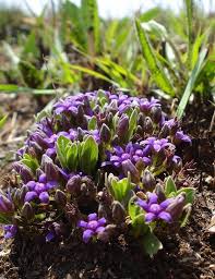 Image result for Raphionacme hirsuta