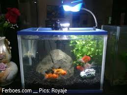 Aquarium mini ini bisa mengganti air kotor secara otomatis ketika anda. Aquarium Jpeg