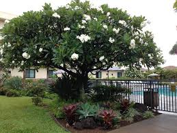 Plumeria Tree Tropicallandscape Plumeria Tree Front Garden Landscape Tropical Landscaping