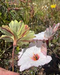 Image result for Monsonia senegalensis