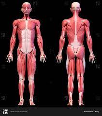 Muscle chart male body parts black background. Human Anatomy 3d Illustration Male Muscular System Full Body Front And Back Views On Black Background Stock Photo Offset