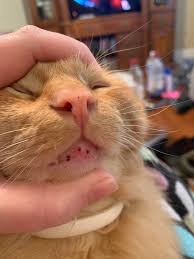 Lentigines (plural for lentigo) are circumscribed hypermelanoses associated with an increased number of epidermal melanocytes. What Are These Black Spots On My Cat S Mouth Are They Simple Discoloration Or Should I Be Worried Petadvice