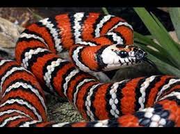 Ternyata mimpi ular memiliki berbagai arti dan makna mengejutkan! Kingsnake Ular Merah Hitam Wild Life Animal Planet Hd Youtube