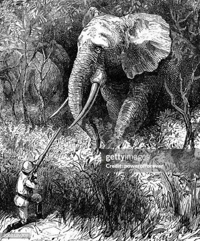 102 Elephant Hunting High Res Illustrations - Getty Images