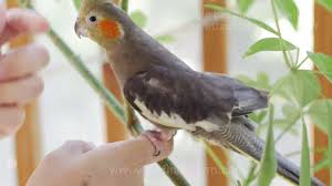 When deciding to get a pet bird, one of the first things you will need to do is buy a suitable cage. Cockatiels For Sale Pet Birds For Sale Buy Birds Online Birds For Sale Pet Finches For Sale