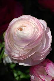 Ranunculus Asiaticus Beautiful Flowers Amazing Flowers Flowers