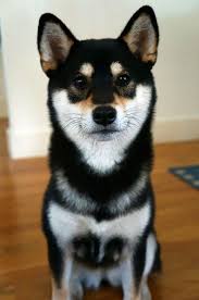 Black And Tan Teacup Shiba Inu Puppy 