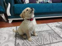 1 kedi 1 kopek sahiplendirme ilanlari golden retriever kopek kedi