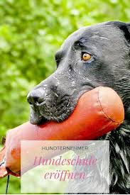 Hundternehmer Als Hundetrainer Oder Mit Einer Hundeschule Selbstandig Machen Hundetrainer Hundeschule Hunde