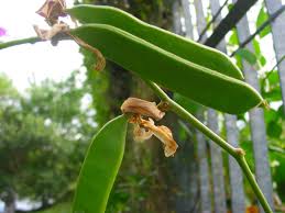 Image result for Canavalia cathartica