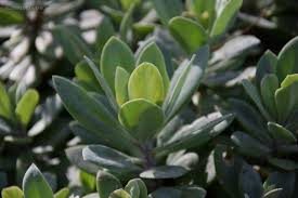 Image result for Kleinia grantii