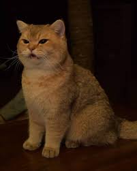 เอ ดเว ร ด แมวน กเด นทาง on instagram ร กการเป นส วนต ว แต ก กล วการเป นส วนเก น animals cats