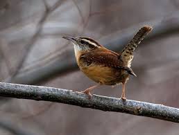 When nesting, most birds lay a predictable number of eggs. Carolina Wrens High Strung Chirpers May Challenge Us For Nesting Habitat Local Sports Paducahsun Com