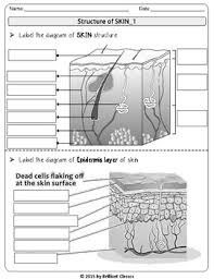 Skin Labeling Diagram Skin Layers Flow Chart Review Research Worksheets