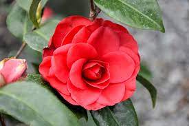 Check spelling or type a new query. Tom Knudsen Camellia Camellia Japonica Tom Knudsen In Vancouver Victoria Burnaby Penticton Coquitlam British Columbia Bc At Gardenworks