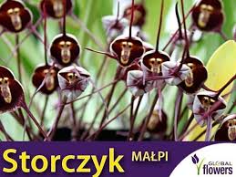 Storczyk Małpi Drakula (Dracula Simia ...