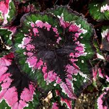 Explore c.young's photos on flickr. Begonia Christmas Curl Steve S Leaves Begonia Exotic Plants