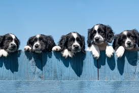 Check spelling or type a new query. 25 Facts About Puppies Mental Floss