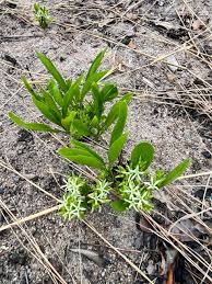 Image result for Pygmaeothamnus zeyheri