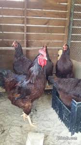 Colonial rhode island the following fact file on colonial rhode island provides a fast overview of important facts relating to the history, founding and location: Day Olds From Best Quality Rhode Island Reds Livestock Poultry For Sale In Oudtshoorn Western Cape Africada Com Mobile 34184