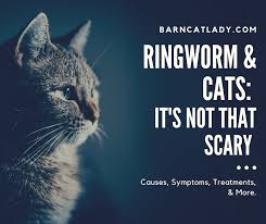 Swallowing hand sanitizer can cause alcohol poisoning. Ringworm And Cats It S Not That Scary The Barn Cat Lady
