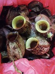 Resep lemang tapai ketan hitam khas bengkulu selatan sederhana spesial asli enak. Cara Cara Proses Masak Lemang Periuk Kera