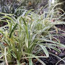 Image result for Ophiopogon