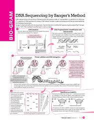 Dna Sequencing By Sanger S Method 2017 Vol 2 Mtg Biology Today Molecular Biology Biology Notes Biology Lessons